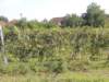 dscn7341_small.jpg