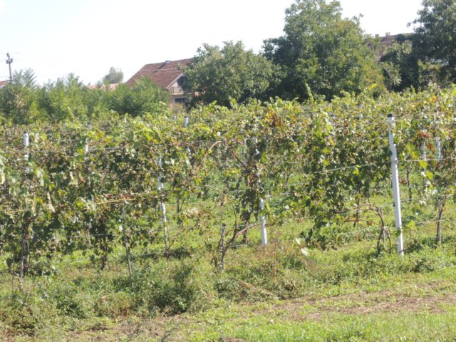 dscn7342.jpg