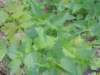 dscn8785_small.jpg