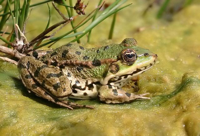 pelophylax_esculentus.jpg