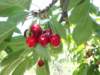 p6050268_small.jpg