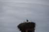 dsc04008_small.jpg