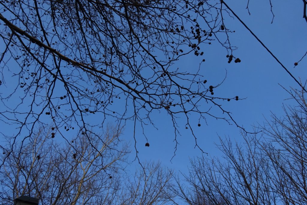 dsc04979.jpg